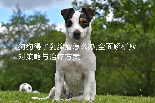 狗狗得了乳腺瘤怎么辦,全面解析應對策略與治療方案