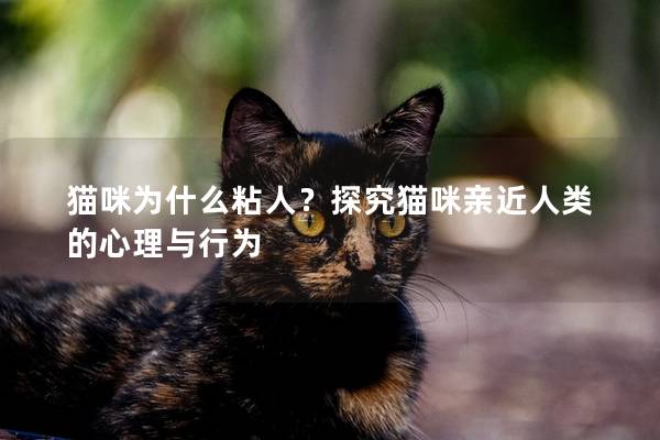 貓咪為什么粘人？探究貓咪親近人類的心理與行為