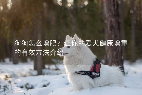 狗狗怎么增肥？讓你的愛犬健康增重的有效方法介紹