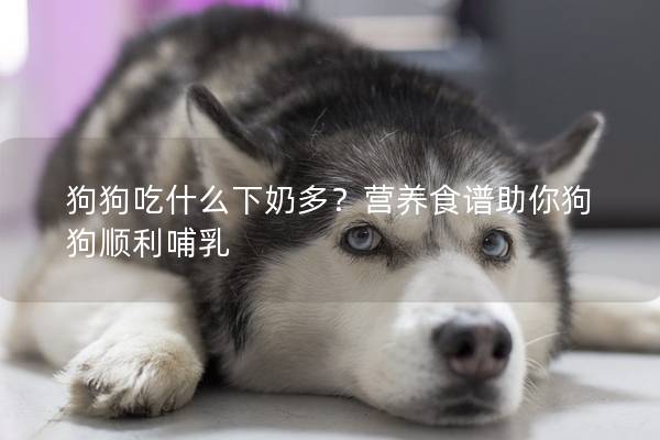 狗狗吃什么下奶多？營養(yǎng)食譜助你狗狗順利哺乳