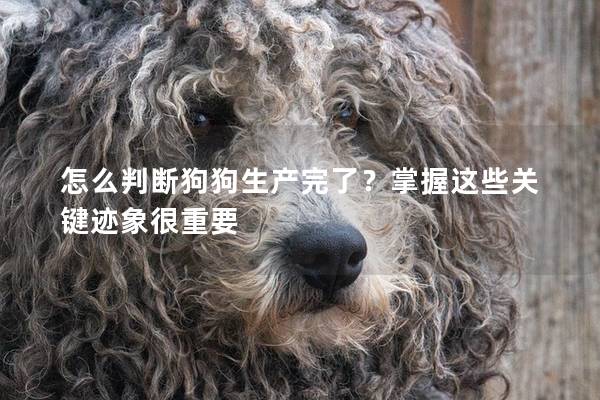 怎么判斷狗狗生產完了？掌握這些關鍵跡象很重要