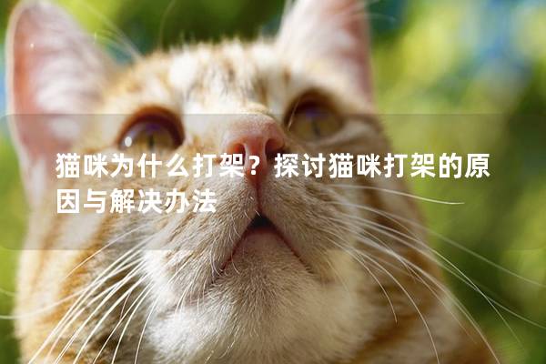 貓咪為什么打架?探討貓咪打架的原因與解決辦法 貓咪為什么打架?探討貓咪打架的原因與解決辦法