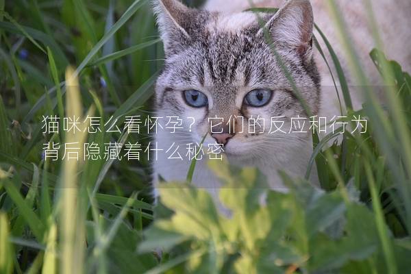 貓咪怎么看懷孕？它們的反應和行為背后隱藏著什么秘密