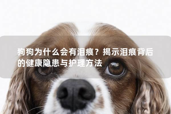 狗狗為什么會(huì)有淚痕？揭示淚痕背后的健康隱患與護(hù)理方法