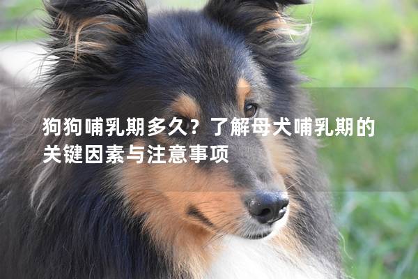 狗狗哺乳期多久？了解母犬哺乳期的關鍵因素與注意事項