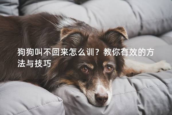 狗狗叫不回來怎么訓？教你有效的方法與技巧