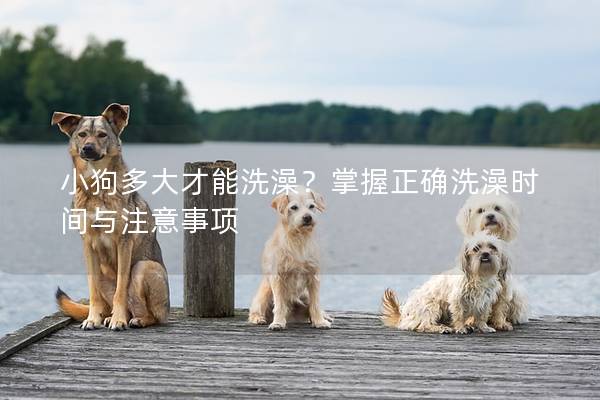 小狗多大才能洗澡？掌握正確洗澡時間與注意事項