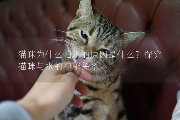 貓咪為什么怕水的原因是什么？探究貓咪與水的神秘關系
