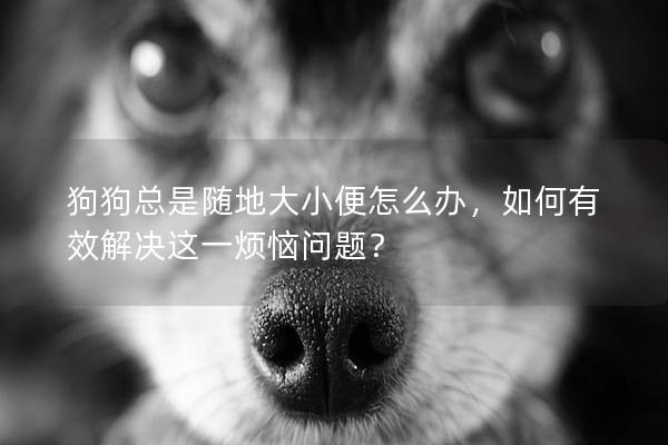 狗狗總是隨地大小便怎么辦，如何有效解決這一煩惱問題？