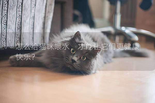 怎么給貓咪喂水，才能讓它們更健康快樂？