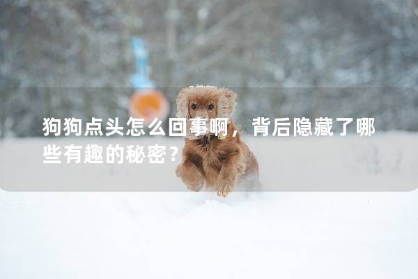 狗狗點頭怎么回事啊，背后隱藏了哪些有趣的秘密？