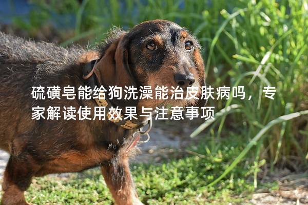 硫磺皂能給狗洗澡能治皮膚病嗎，專家解讀使用效果與注意事項