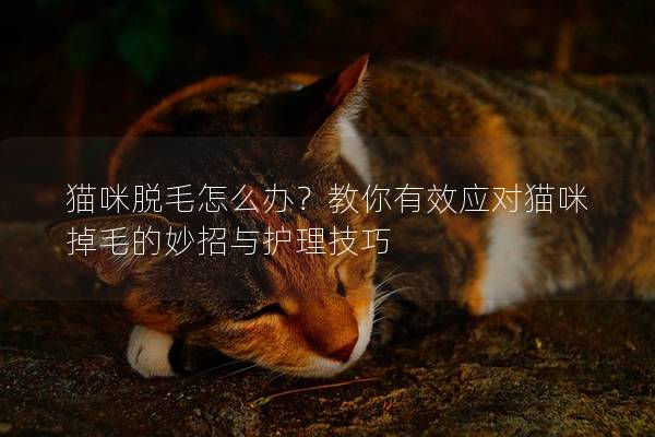 貓咪脫毛怎么辦?教你有效應對貓咪掉毛的妙招與護理技巧