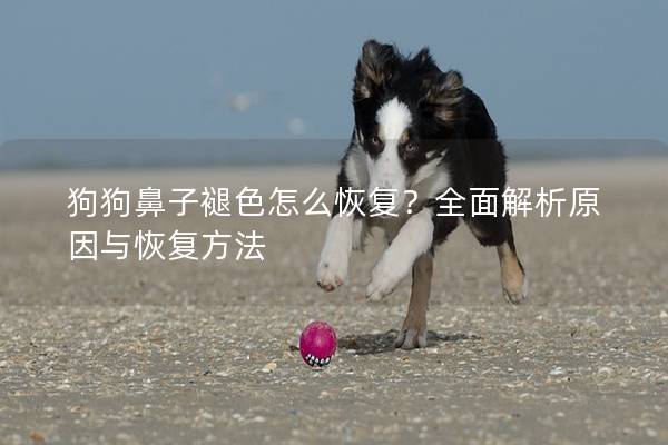 狗狗鼻子褪色怎么恢復？全面解析原因與恢復方法
