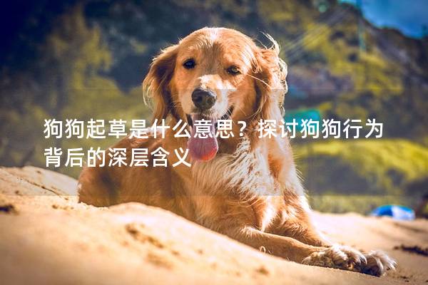 狗狗起草是什么意思？探討狗狗行為背后的深層含義