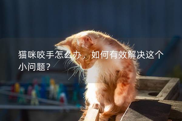 貓咪咬手怎么辦,如何有效解決這個小問題? 貓咪咬手怎么辦,如何有效解決這個小問題?