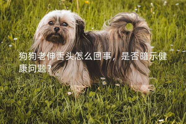狗狗老伸舌頭怎么回事，是否暗示健康問題？