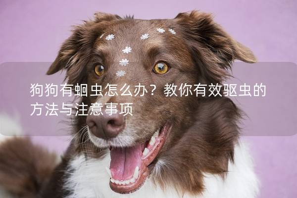 狗狗有蛔蟲怎么辦？教你有效驅蟲的方法與注意事項