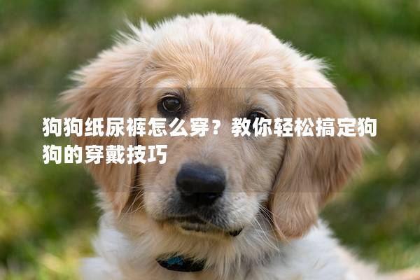 狗狗紙尿褲怎么穿？教你輕松搞定狗狗的穿戴技巧