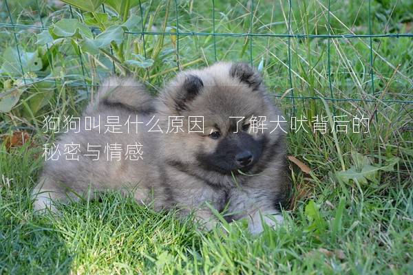 狗狗叫是什么原因，了解犬吠背后的秘密與情感