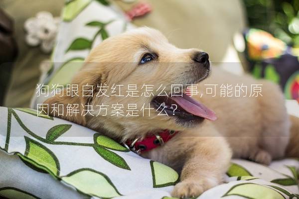 狗狗眼白發紅是怎么回事,可能的原因和解決方案是什么？