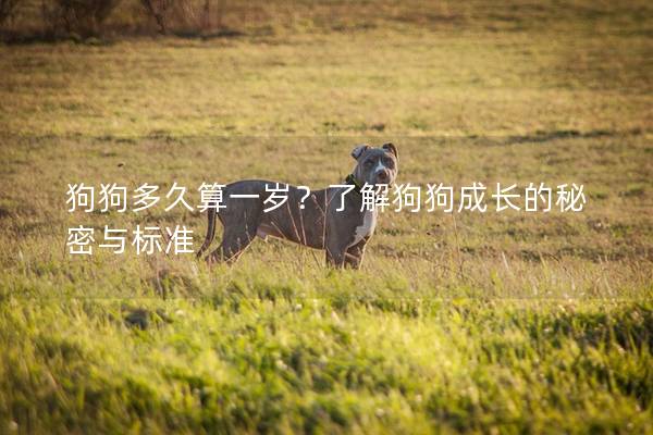 狗狗多久算一歲？了解狗狗成長的秘密與標準
