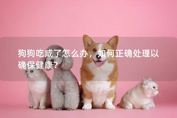 狗狗吃咸了怎么辦，如何正確處理以確保健康？