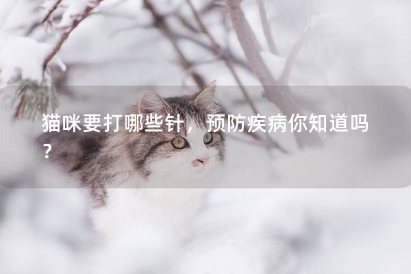 貓咪要打哪些針，預防疾病你知道嗎？