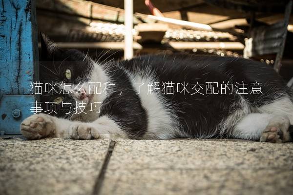 貓咪怎么配種，了解貓咪交配的注意事項與技巧