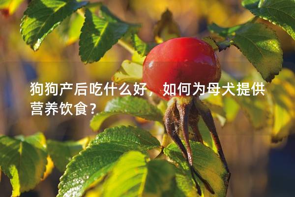 狗狗產(chǎn)后吃什么好，如何為母犬提供營養(yǎng)飲食？