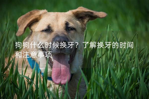 狗狗什么時候換牙？了解換牙的時間和注意事項