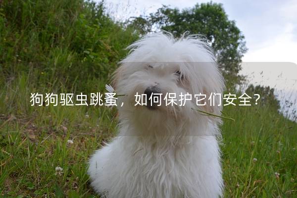 狗狗驅(qū)蟲跳蚤，如何保護(hù)它們安全？