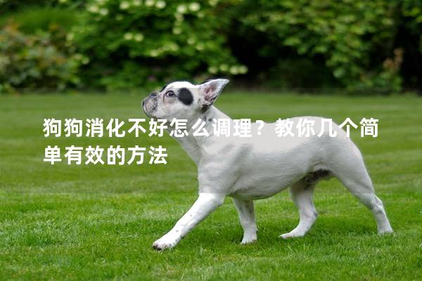 狗狗消化不好怎么調(diào)理？教你幾個簡單有效的方法