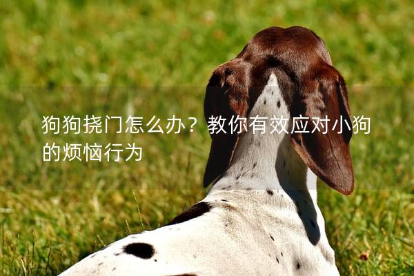 狗狗撓門怎么辦？教你有效應對小狗的煩惱行為