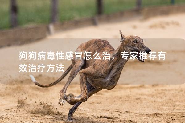 狗狗病毒性感冒怎么治,專家推薦有效治療方法 狗狗病毒性感冒怎么治,專家推薦有效治療方法
