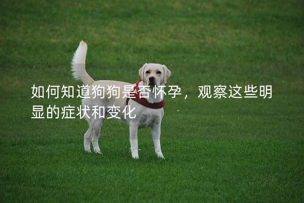 如何知道狗狗是否懷孕，觀察這些明顯的癥狀和變化