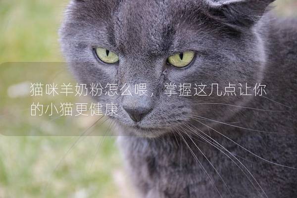 貓咪羊奶粉怎么喂，掌握這幾點讓你的小貓更健康