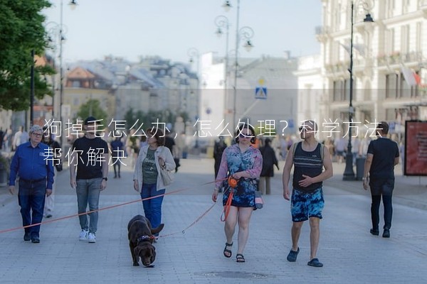 狗掉毛怎么辦，怎么處理？科學方法幫你解決