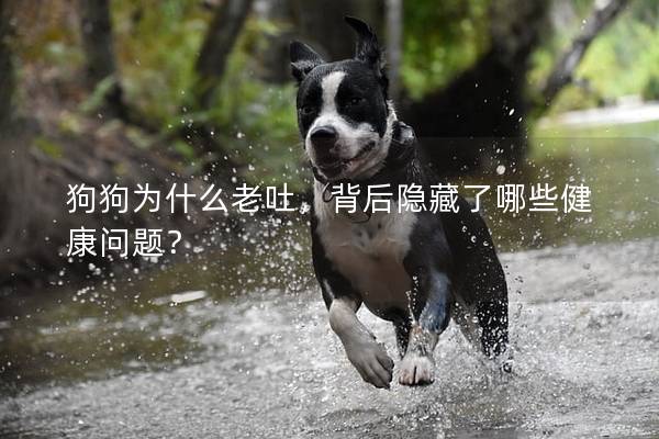 狗狗為什么老吐,背后隱藏了哪些健康問題? 狗狗為什么老吐,背后隱藏了哪些健康問題?