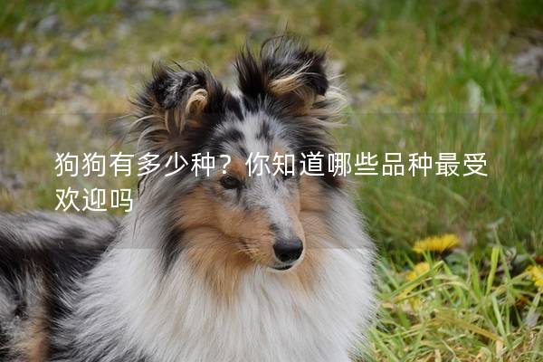 狗狗有多少種？你知道哪些品種最受歡迎嗎