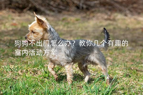 狗狗不出門怎么辦？教你幾個有趣的室內(nèi)活動方案