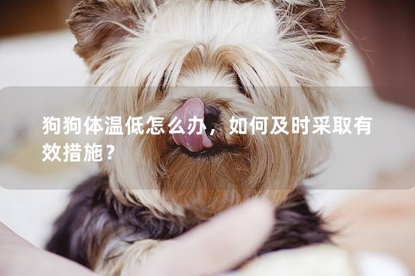 狗狗體溫低怎么辦，如何及時采取有效措施？
