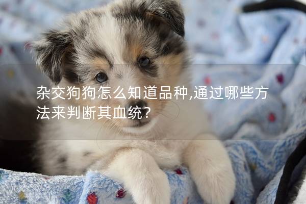 雜交狗狗怎么知道品種,通過哪些方法來判斷其血統(tǒng)？
