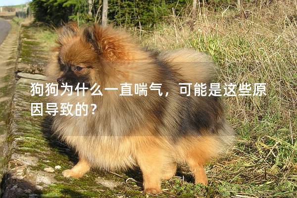 狗狗為什么一直喘氣，可能是這些原因?qū)е碌模?></em><p>狗狗為什么一直喘氣，可能是這些原因?qū)е碌模?/p><span>2025-01-09</span></a></li><li><a title=