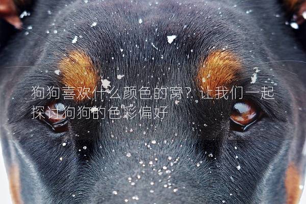 狗狗喜歡什么顏色的窩？讓我們一起探討狗狗的色彩偏好