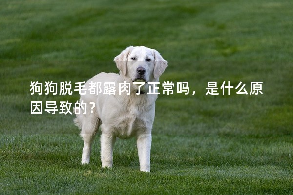 狗狗脫毛都露肉了正常嗎，是什么原因?qū)е碌模?></em><p>狗狗脫毛都露肉了正常嗎，是什么原因?qū)е碌模?/p><span>2024-07-01</span></a></li><li><a title=