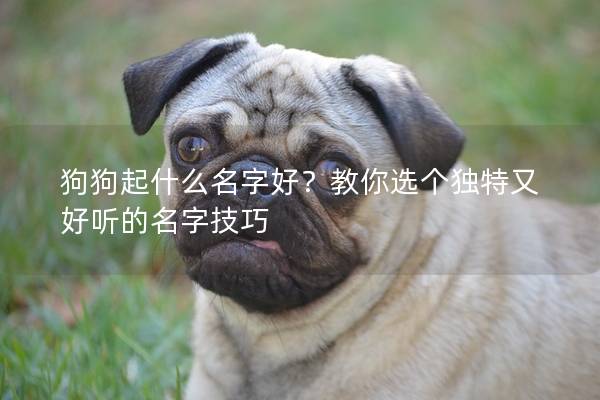 狗狗起什么名字好？教你選個獨特又好聽的名字技巧