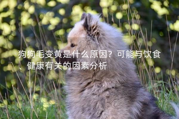 狗狗毛變黃是什么原因?可能與飲食、健康有關的因素分析 狗狗毛變黃是什么原因?可能與飲食、健康有關的因素分析