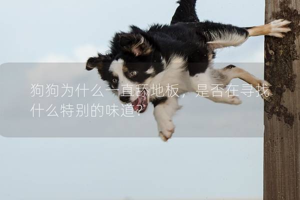 狗狗為什么一直舔地板，是否在尋找什么特別的味道？