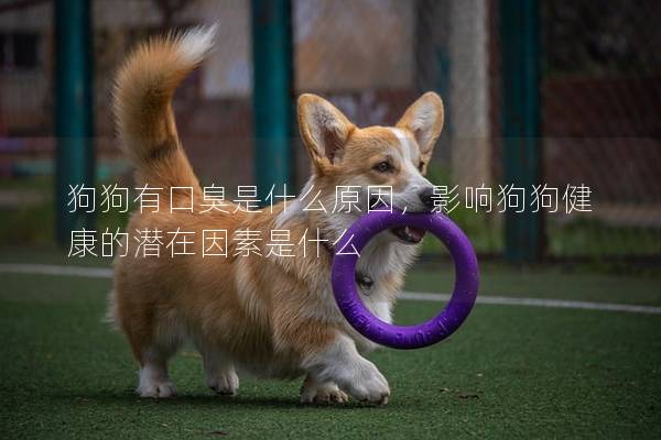 狗狗有口臭是什么原因，影響狗狗健康的潛在因素是什么